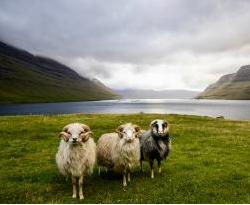 Faroe sheep