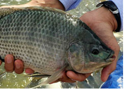 Tilapia