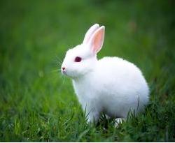 a little white rabbit