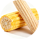 corn and corncob
