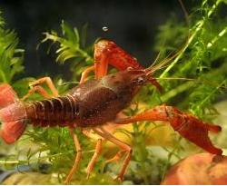 crayfish