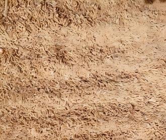 rice husks