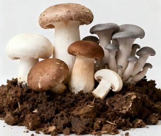 mushroom and mushroom residues