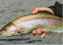 rainbow trout