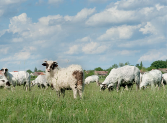 sheep are eating grass on the farm