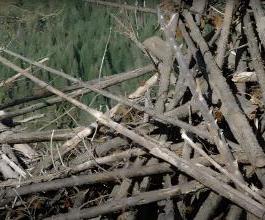 a pile of dead branches (logging residues)