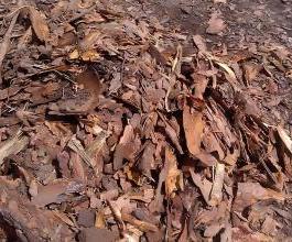 bark debris