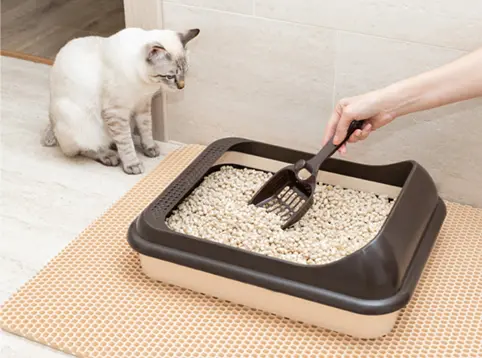 Cat and Cat Litter