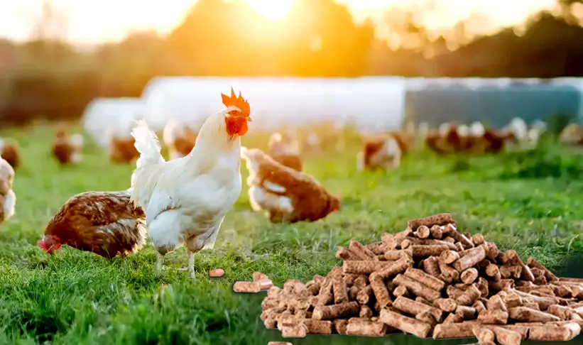 Chickens foraging for food
