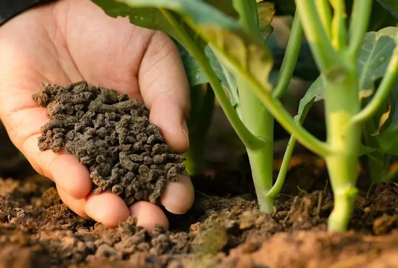 Holding organic fertilizer in hands