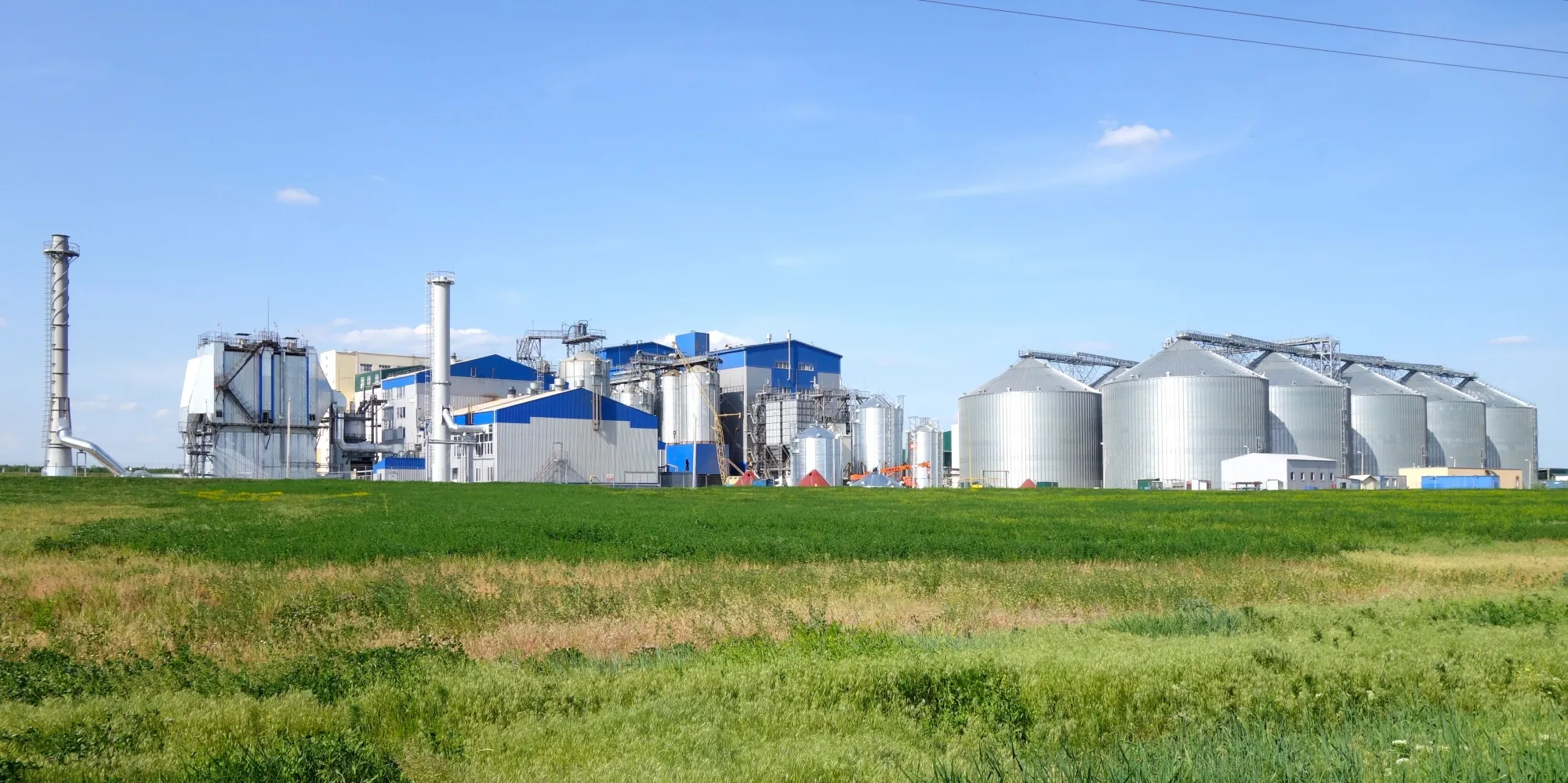 blue feed plant