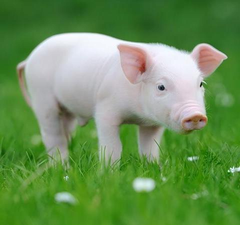 Livestock Feed Pellet Plant Project