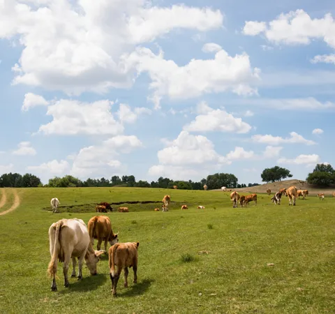 cattle on the grassland
