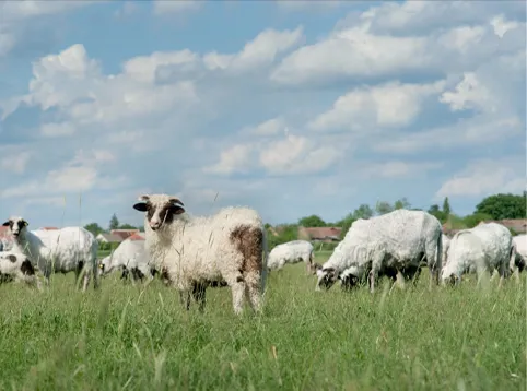 Ruminant Feed Pellet Plant Project