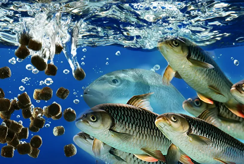 Schools of fish in the sea