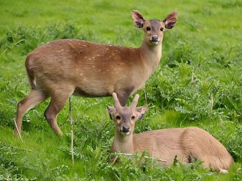 Specialized Breeding Feed Plant Project