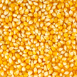 Starch-Rich Corn