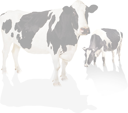 Transparent image of cows