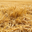 Wheat straw scattered in the field