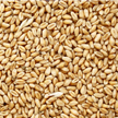 Wheat with high starch content
