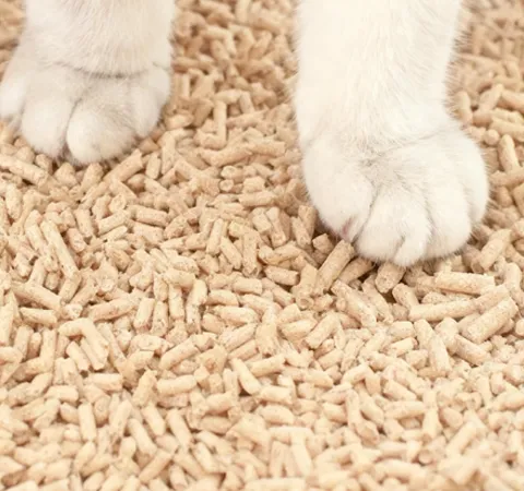 A cat and cat litter