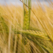 barley rich in enzymes