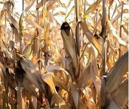Discarded corn stalks to be processed after harvest