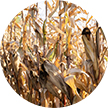 dry corn stalks