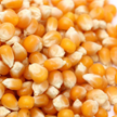 golden corn kernels