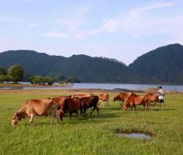 Livestock manure that can be used for fertilizer production