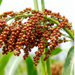 red sorghum ears