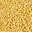 soybeans