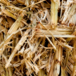 sugarcane bagasse