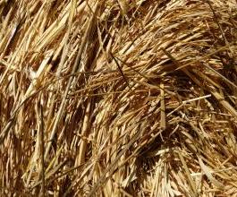 wheat straw