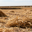 wheat straw