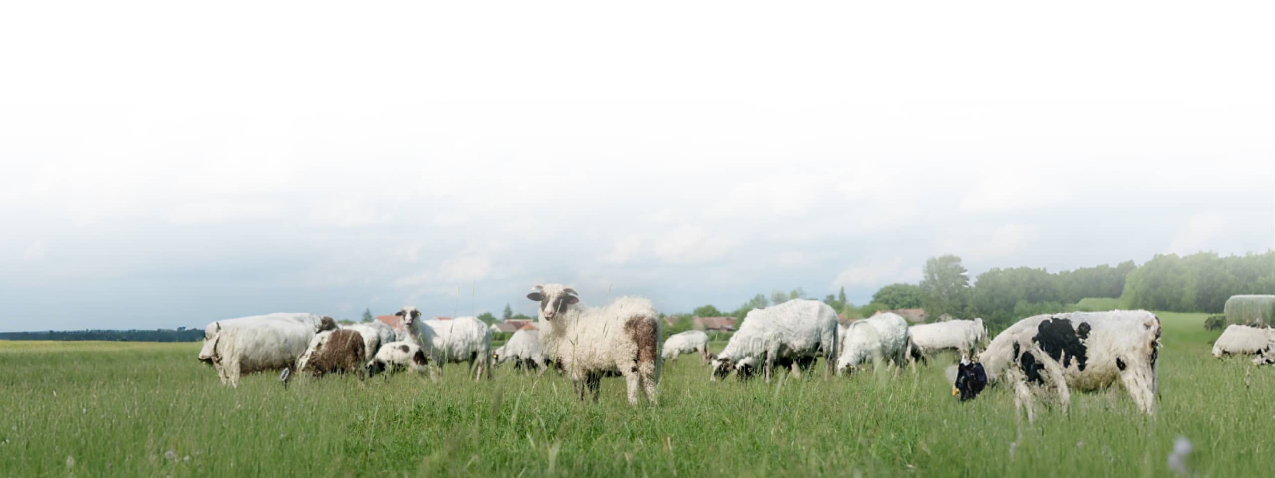 Flock of sheep grazing in a lush green pasture