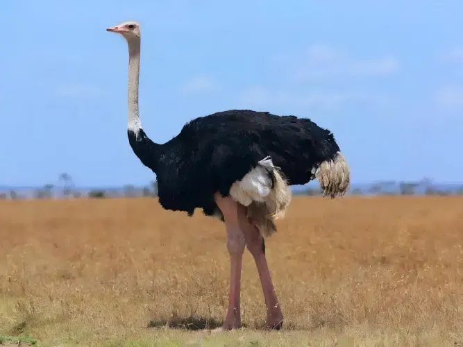 Ostrich on the plain