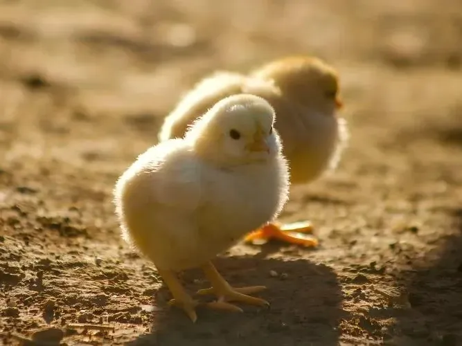 Starter Chicks