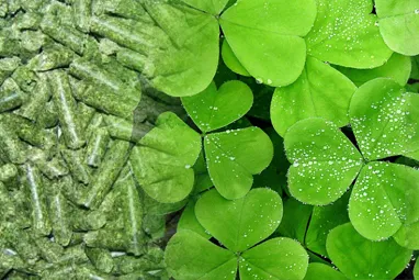 alfalfa and alfalfa pellets