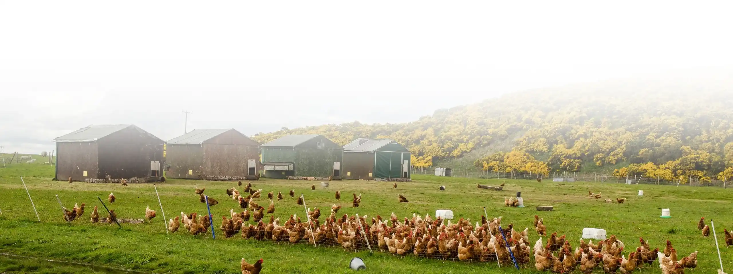 Free-range chickens grazing on a grassy farm with small sheds.