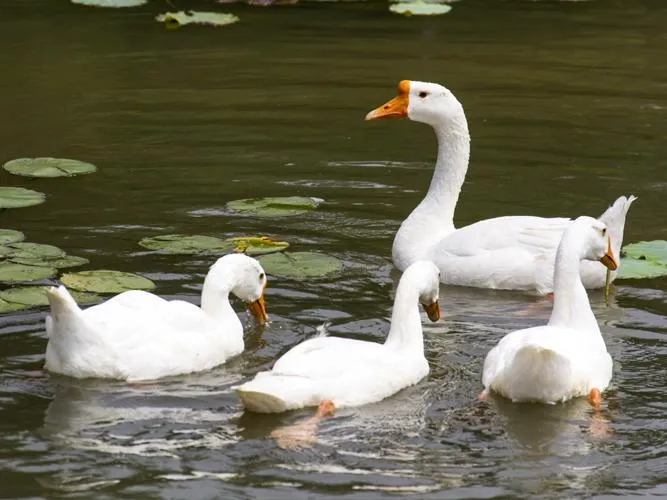 geese on the pond