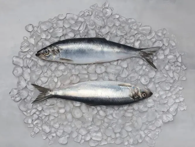 two herring on the ice