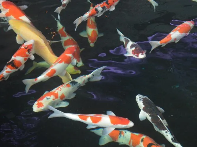 beautiful koi fish
