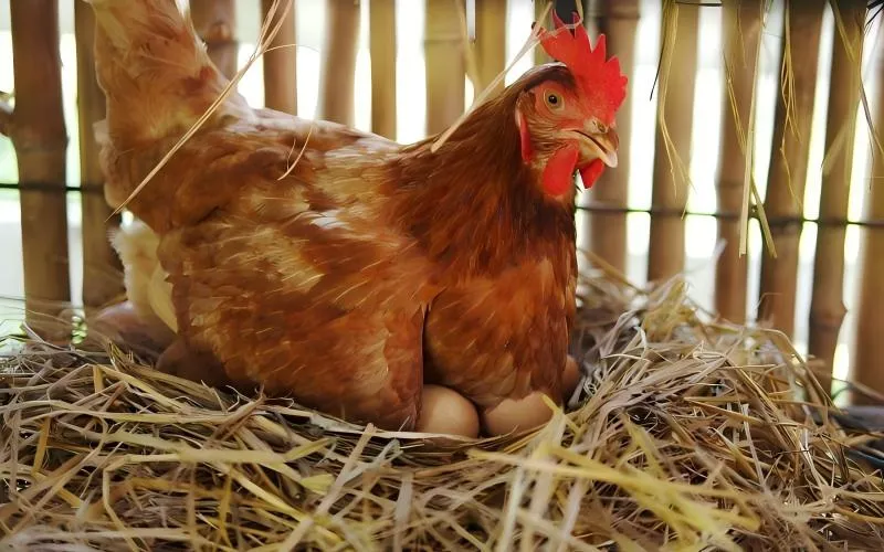 Layer Chicken Feed Pellets