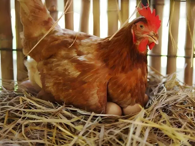 A hen is sitting on her eggs.