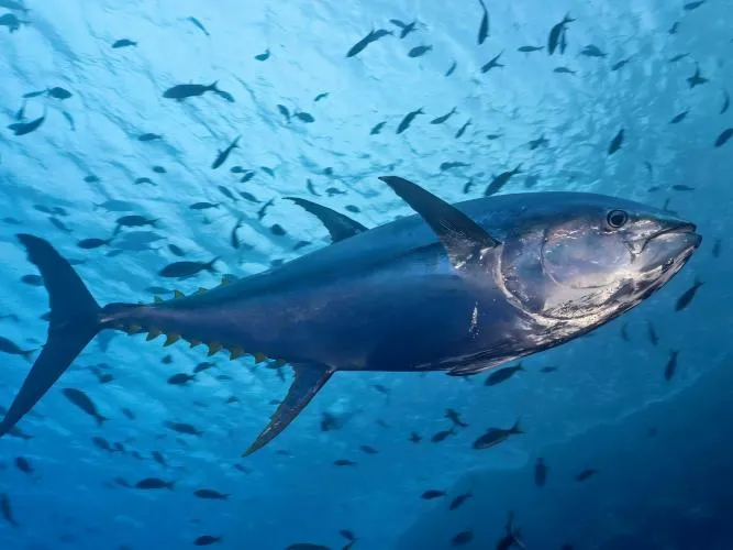 tuna in the sea