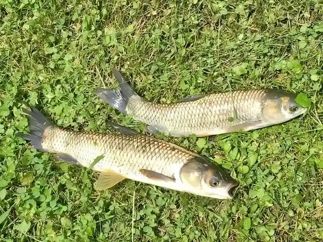 Two fresh carp fish lying on green grass
