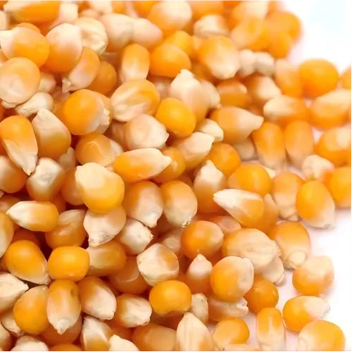 Corn Kernels--Concentrate Feed