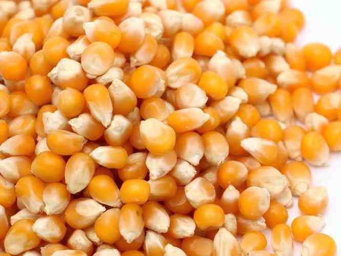 Dried Corn Kernels