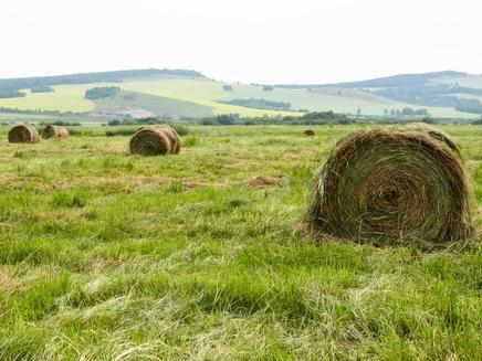 Hay Bales in Pasture